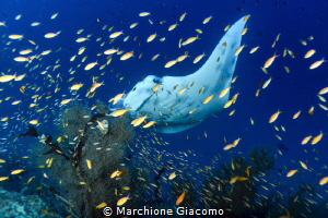 Behind a fish curtain
Dharavandhoo island Maldive by Marchione Giacomo 